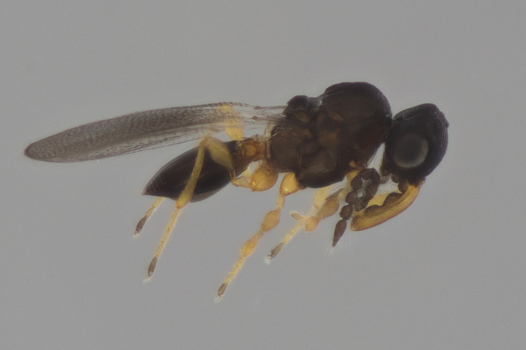 Iphitrachelus