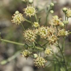 Hymenopappus artemisiifolius