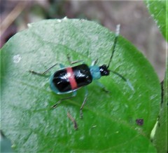 Paratriarius