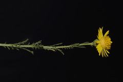 Xanthisma spinulosum spinulosum