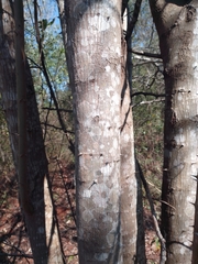 Havardia albicans