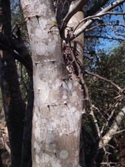 Havardia albicans