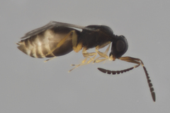 Ceraphronoidea