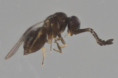 Ceraphronoidea