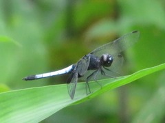 Erythrodiplax unimaculata