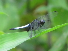 Erythrodiplax unimaculata