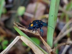 Pachycoris fabricii