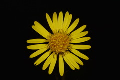 Xanthisma spinulosum spinulosum