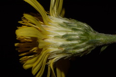 Xanthisma spinulosum spinulosum