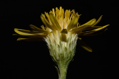 Xanthisma spinulosum spinulosum