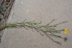 Xanthisma spinulosum spinulosum