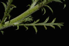 Xanthisma spinulosum spinulosum