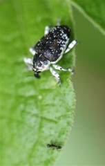 Peridinetus irroratus