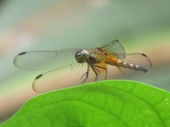 Erythrodiplax unimaculata