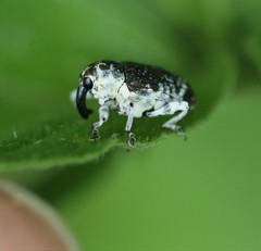 Peridinetus irroratus