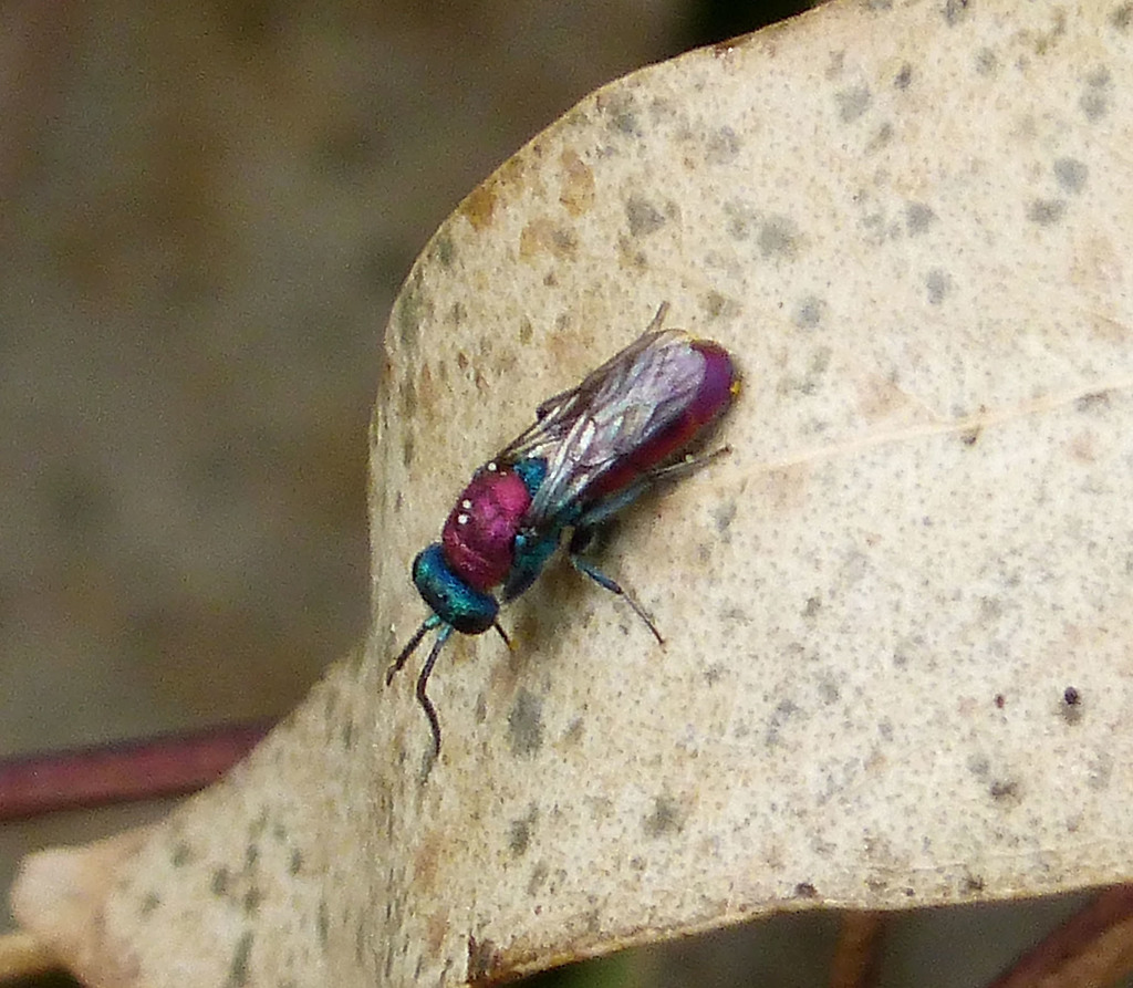 Chrysura dichroa