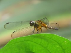 Erythrodiplax unimaculata