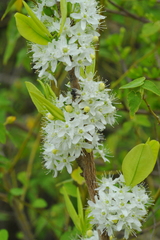 Erythroxylum havanense