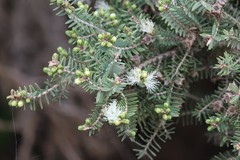 Melaleuca cuticularis