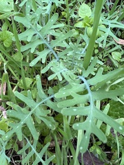 Pholistoma membranaceum