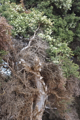 Melaleuca cuticularis