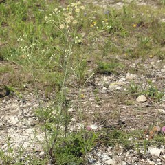 Hymenopappus artemisiifolius