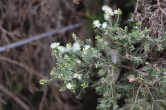 Melaleuca cuticularis