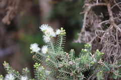 Melaleuca cuticularis