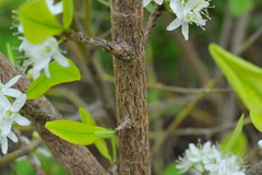 Erythroxylum havanense