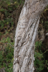 Melaleuca cuticularis