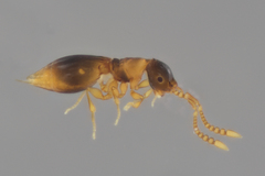 Ceraphronoidea