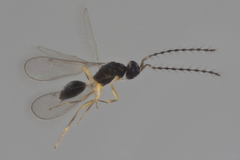Diparidae