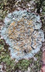 Brigantiaea leucoxantha