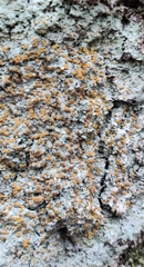 Brigantiaea leucoxantha