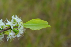 Erythroxylum havanense
