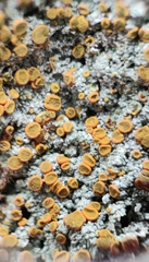 Brigantiaea leucoxantha