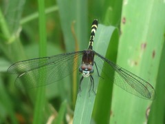 Erythrodiplax attenuata