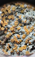 Brigantiaea leucoxantha