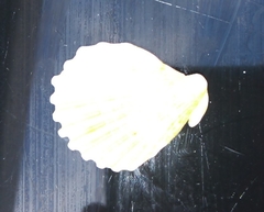 Aequipecten tehuelchus