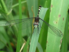 Erythrodiplax attenuata