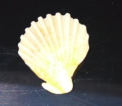 Aequipecten tehuelchus