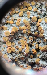 Brigantiaea leucoxantha