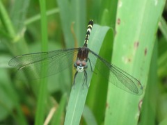 Erythrodiplax attenuata