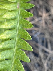 Anchistea virginica image