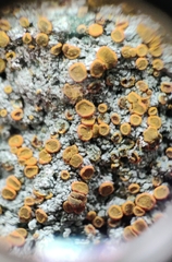 Brigantiaea leucoxantha