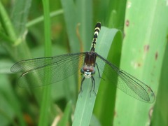 Erythrodiplax attenuata