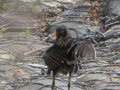 Gallinula galeata