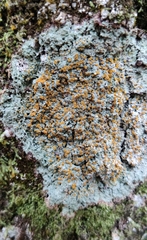 Brigantiaea leucoxantha