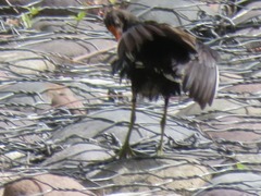 Gallinula galeata