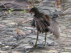 Gallinula galeata